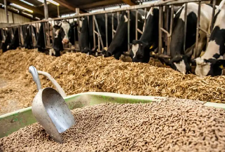 animal feed plant 