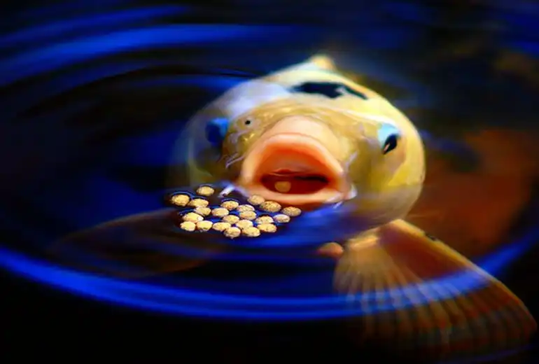 fish feed plant 