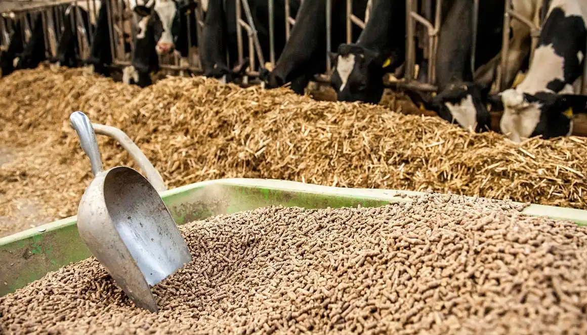 Animal Feed Grinding
